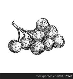 berry chokeberry aronia hand drawn. nature leaf, ripe autumn, medicine healthy berry chokeberry aronia vector sketch. isolated black illustration. berry chokeberry aronia sketch hand drawn vector