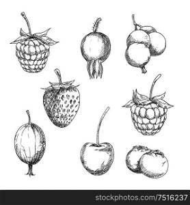 Berry fruits sketches of sweet strawberry and raspberry, currant and gooseberry, blackberry and cherry, blueberry and briar fruits. Kitchen accessories, stylized recipe book or agriculture design. Fresh berry fruits sketches in engraving style
