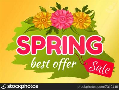 Best offer spring big sale advertisement daisy pink and yellow flowers vector illustration isolated label emblem. Promo sticker with springtime blossoms. Best Offer Spring Sale Advertisement Daisy Flowers