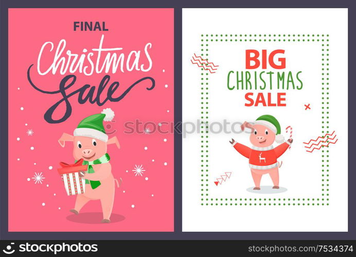 Big and final Christmas sale poster with piggy holding candy stick and gift box package. Pink pig in sweater with deer, in hat and scarf vector leaflet. Big and Final Christmas Sale Poster Pig Vector