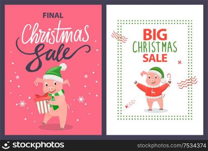 Big and final Christmas sale poster with piggy holding candy stick and gift box package. Pink pig in sweater with deer, in hat and scarf vector leaflet. Big and Final Christmas Sale Poster Pig Vector
