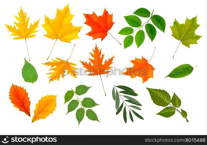 Big collection of colorful leaves. Vector illustration.