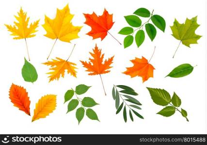 Big collection of colorful leaves. Vector illustration.