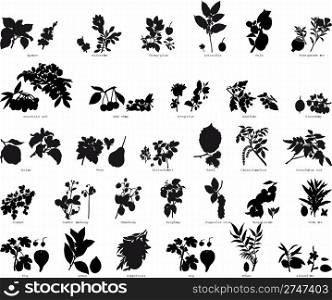 Big collection of different plants silhouette