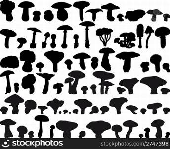 Big collection of different vector fungus silhouettes