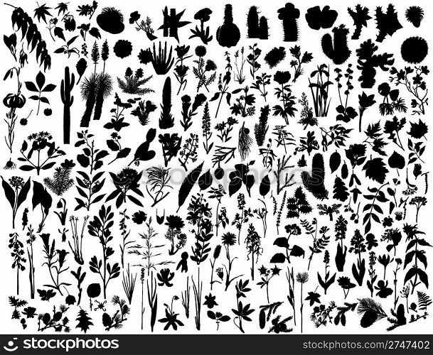 Big collection of different vector plants silhouettes
