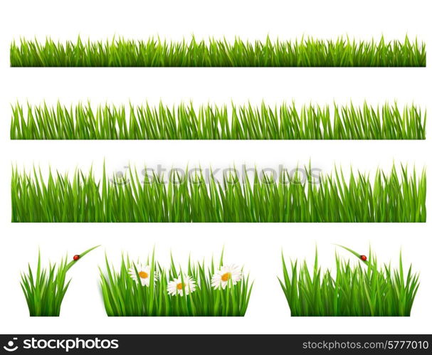 Big collection of green grass. Vector.