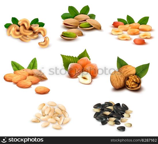 Big collection of ripe nuts. Vector