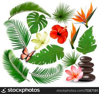 Big collection of tropical leaves and plant, flowers and butterfly. Vector