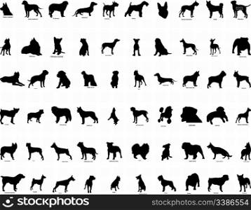 Big collection vector silhouettes of dogs with breeds description