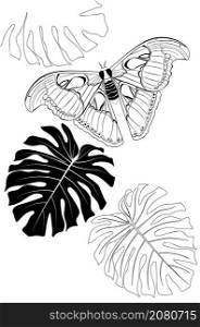 Big exotic butterfly, Attacus atlas line art black and white.