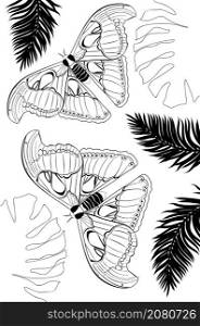 Big exotic butterfly, Attacus atlas line art black and white.