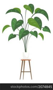 Big leaves house plant. Potted home decoration isolated on white background. Big leaves house plant. Potted home decoration