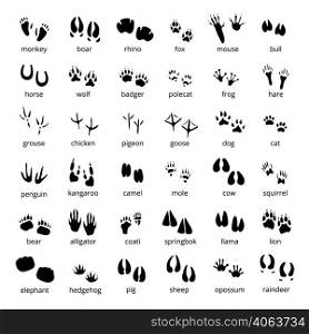 Big monochrome set of different animals and birds silhouette tracks with description isolated on white background flat vector illustration. Silhouette Animal Track Set