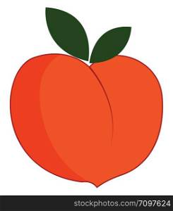 Big peach, illustration, vector on white background.