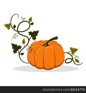 Big ripe pumpkin with swirly and leafy stem that twines round isolated vector illustration on white background. Organic fruit of gourd plant.. Ripe Pumpkin with Swirly Leafy Stem Illustration