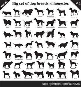 Big set of 49 different dogs, hounds, working, shepherd, terrier, companion, hunting. Vector set of different dogs standing in profile. Isolated dogs breed silhouettes set in black color on white background.