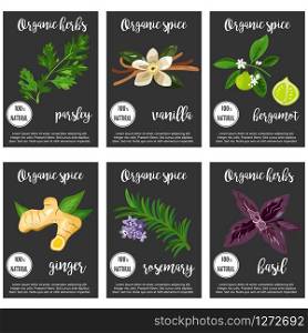 Big set of various spices and herbs that are used in culinary art. Vector illustration. Big set of various spices and herbs, seasonings