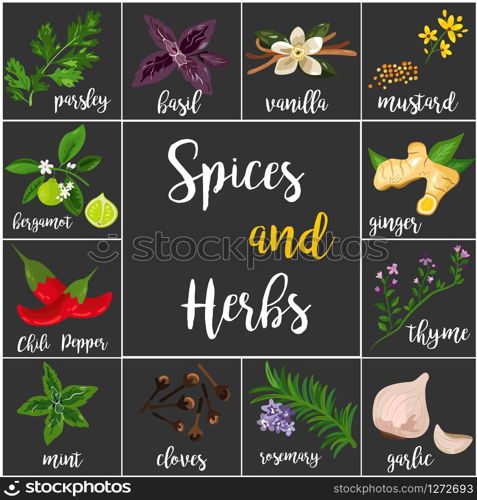 Big set of various spices and herbs that are used in culinary art. Vector illustration. Big set of various spices and herbs, seasonings