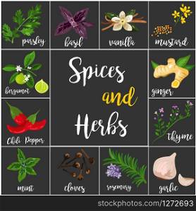 Big set of various spices and herbs that are used in culinary art. Vector illustration. Big set of various spices and herbs, seasonings