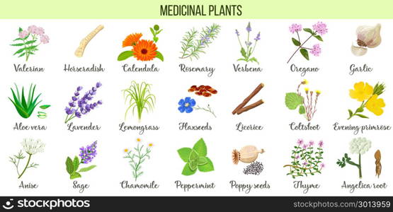 Big vector set of medicinal plants. Valerian, Aloe vera, lavender, peppermint, angelica root, Chamomile, verbena, anise. Big vector set of medicinal plants. Valerian, Aloe vera, lavender, peppermint, angelica root, Chamomile, verbena, anise, coltsfoot thyme etc For health care aromatherapy homeopathy