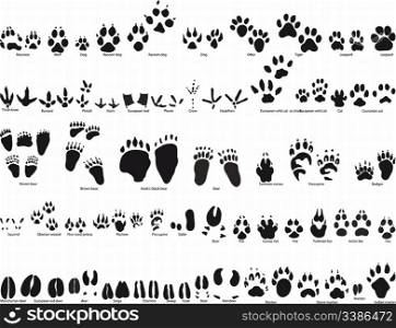 Biggest collection of animal and bird trails with name