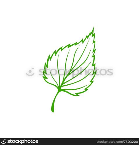 Bigtooth aspen leaf isolated green plant. Vector elm, linden or teak beech foliage. Beech, elm or aspen leaf isolated plant