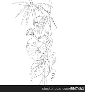 Bindweed flower and bamboo isolated over white. Vector illustration.