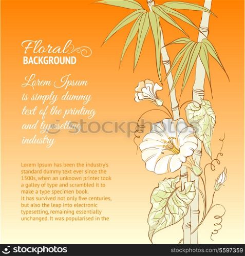 Bindweed flower and bamboo on orange background. Vector illustration.
