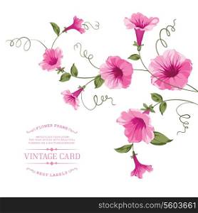 Bindweed flower for vintage card design. Vector illustration.