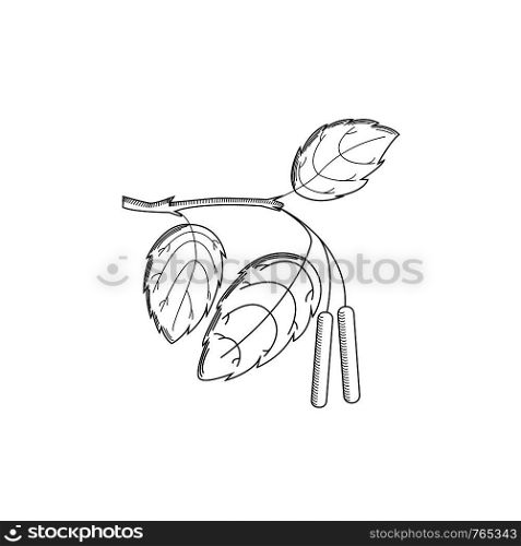 Birch branch in the style of engraving on a white background. Vector illustration