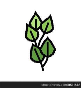 birch leaf color icon vector. birch leaf sign. isolated symbol illustration. birch leaf color icon vector illustration