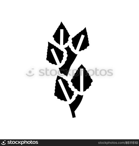 birch leaf glyph icon vector. birch leaf sign. isolated symbol illustration. birch leaf glyph icon vector illustration