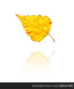 birch leaf with yellow, orange colors, vector. birch leaf