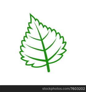 Birch or aspen leaf isolated green tree leafage. Vector elm or alder foliage, organic plant. Aspen or elm, alder leaf isolated