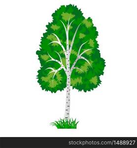 Birch tree isolated on white background. Use as landscape element for scene creating. Vector illustration