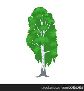 birch tree isolated on white. vector illustration in flat style. birch tree isolated on white.