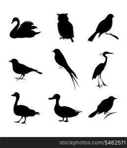 Bird. Bird of different kinds. A vector illustration.