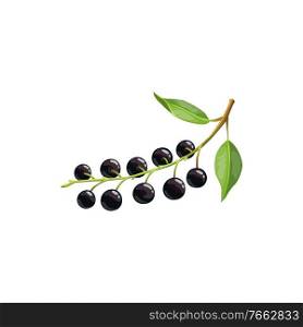 Bird cherry berries fruits, food from farm garden and wild forest, vector flat isolated icon. Bird cherries bunch ripe harvest for jam or juice desserts. Bird cherry berries fruits, food of garden forest