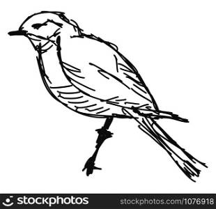 Bird drawing, illustration, vector on white background.