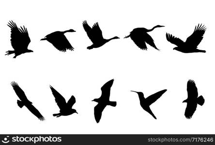 bird flying black silhouettes, Vector illustration isolated on white