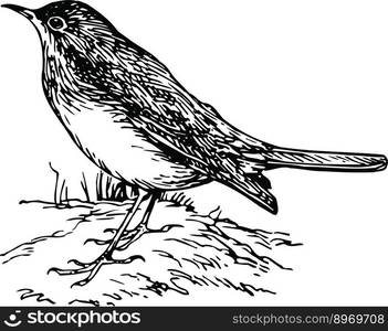 Hand drawn bird. Redstart. Outline drawing. Vector illustration. Black ...