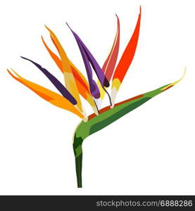 Bird of paradise flower (Strelitzia) isolated on white. Flowers in full bloom for card or background isolated on white