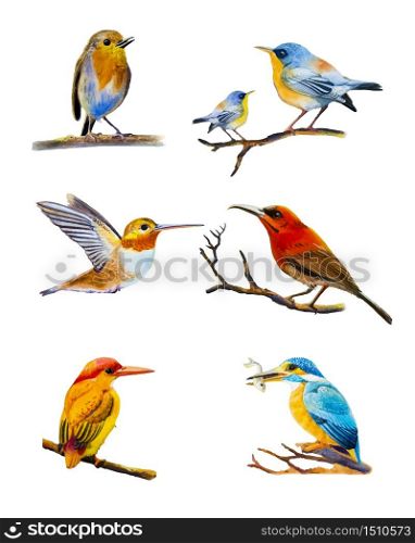 Bird set watercolor original painting colorful of bird or lovely collection, Vector illustration isolated on white background. Painted hand drawn realistic bird set beautiful of wildlife small animal.