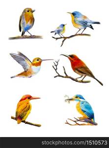 Bird set watercolor original painting colorful of bird or lovely collection, Vector illustration isolated on white background. Painted hand drawn realistic bird set beautiful of wildlife small animal.