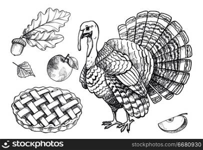Bird turkey and baked pie apple set of isolated monochrome sketches outline vector. Acorn and leaves, fruit and foliage of autumn season animal symbol. Bird Turkey and Baked Pie Apple Set Icons Vector