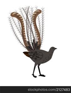 Bird with long feathers. Cartoon beautiful ornithology character, exotic flying animal, vector illustration of lyrebird isolated on white background. Bird with long feathers