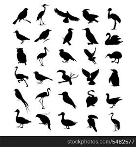 bird2. Black silhouettes of various kinds of birds. A vector illustration