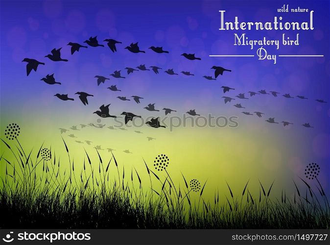 Birds migratory day on sunset background.Vector
