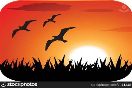 birds silhouette with sunset